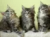 Foto №1. maine-coon-katze - zum Verkauf in der Stadt München | Frei | Ankündigung № 101595