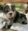 Foto №1. englische bulldogge - zum Verkauf in der Stadt Benidorm | 400€ | Ankündigung № 126713