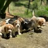 Foto №2 zu Ankündigung № 129614 zu verkaufen beagle - einkaufen Deutschland 