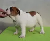 Foto №2 zu Ankündigung № 127949 zu verkaufen englische bulldogge - einkaufen Serbien 