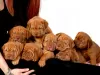 Foto №2 zu Ankündigung № 127490 zu verkaufen dogue de bordeaux - einkaufen Deutschland quotient 	ankündigung