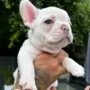 Zusätzliche Fotos: Französische Bulldoggenwelpen