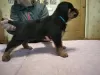 Foto №4. Ich werde verkaufen rottweiler in der Stadt Новая Каховка. quotient 	ankündigung - preis - 201€