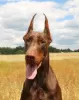 Foto №3. Dobermann Welpe FCI. Polen