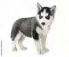 Foto №1. siberian husky - zum Verkauf in der Stadt Melton | 319€ | Ankündigung № 129415