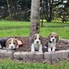 Zusätzliche Fotos: Zwei wunderschöne Beagle-Welpen zu verkaufen