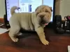 Foto №4. Ich werde verkaufen shar-pei in der Stadt Zaporizhia. züchter - preis - 346€