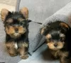 Foto №2 zu Ankündigung № 125804 zu verkaufen yorkshire terrier - einkaufen Schweden 