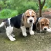 Foto №3. Entzückende Beagle-Welpen zu verkaufen.. Deutschland