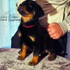 Foto №3. Rottweiler-Welpen weiblich und männlich. Serbien