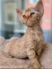 Foto №4. Ich werde verkaufen devon rex in der Stadt Bremen. quotient 	ankündigung, züchter - preis - 500€