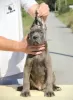 Zusätzliche Fotos: Cane Corso Welpen zu verkaufen