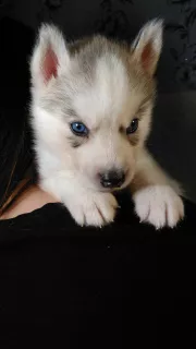 Foto №4. Ich werde verkaufen siberian husky in der Stadt Торосово. züchter - preis - 218€