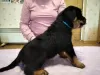 Foto №2 zu Ankündigung № 10251 zu verkaufen rottweiler - einkaufen Ukraine quotient 	ankündigung