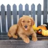 Foto №1. golden retriever - zum Verkauf in der Stadt Ins | 200€ | Ankündigung № 129270