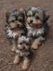 Foto №1. yorkshire terrier - zum Verkauf in der Stadt Kansas City | 425€ | Ankündigung № 129523