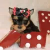 Foto №2 zu Ankündigung № 128412 zu verkaufen yorkshire terrier - einkaufen Finnland züchter