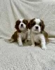 Foto №3. King Charles Cavalier Spaniel. Serbien