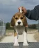 Foto №1. beagle - zum Verkauf in der Stadt Lisbon | verhandelt | Ankündigung № 126886