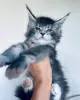 Foto №1. maine-coon-katze - zum Verkauf in der Stadt Queensferry | 400€ | Ankündigung № 125719