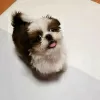 Foto №1. shih tzu - zum Verkauf in der Stadt Brienz | 400€ | Ankündigung № 125796