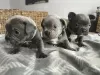 Foto №2 zu Ankündigung № 93785 zu verkaufen französische bulldogge - einkaufen Russische Föderation 