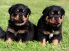 Foto №1. rottweiler - zum Verkauf in der Stadt Prag | verhandelt | Ankündigung № 129017