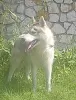 Foto №1. siberian husky - zum Verkauf in der Stadt Woronesch | 571€ | Ankündigung № 11610