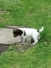 Foto №2 zu Ankündigung № 129505 zu verkaufen english springer spaniel - einkaufen Niederlande 