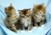 Foto №2 zu Ankündigung № 129256 zu verkaufen maine-coon-katze - einkaufen Schweiz züchter