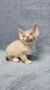 Foto №1. devon rex - zum Verkauf in der Stadt Дрезден | 350€ | Ankündigung № 128579