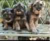 Zusätzliche Fotos: Zwergschnauzer schwarz und pfeffer-salz