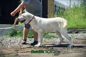 Zusätzliche Fotos: Zentralasiatischer Schäferhundwelpe