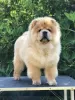 Foto №3. Chow-Chow, wunderschöne Welpen. Serbien