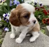 Foto №1. cavalier king charles spaniel - zum Verkauf in der Stadt Berlin | 550€ | Ankündigung № 127110