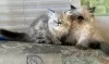 Foto №1. himalayan cat - zum Verkauf in der Stadt Spa | Frei | Ankündigung № 128950