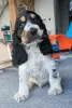 Foto №1. english cocker spaniel - zum Verkauf in der Stadt Żelazna | 600€ | Ankündigung № 129125