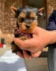 Foto №1. yorkshire terrier - zum Verkauf in der Stadt Huntsville | verhandelt | Ankündigung № 127880