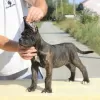 Foto №3. Cane Corso Welpen zu verkaufen. Serbien