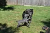 Foto №2 zu Ankündigung № 129527 zu verkaufen cane corso italiano - einkaufen USA quotient 	ankündigung