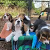 Foto №2 zu Ankündigung № 128461 zu verkaufen beagle - einkaufen Deutschland quotient 	ankündigung