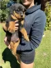 Foto №1. rottweiler - zum Verkauf in der Stadt Effretikon | 450€ | Ankündigung № 129179