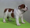 Foto №3. ENGLISCHE BULLDOGGE Welpen. Serbien