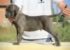 Zusätzliche Fotos: Cane Corso Welpen zu verkaufen