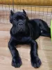 Foto №2 zu Ankündigung № 98502 zu verkaufen cane corso italiano - einkaufen Russische Föderation züchter