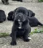 Foto №3. Cane Corso-Welpen. Serbien