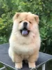 Foto №2 zu Ankündigung № 111545 zu verkaufen chow-chow - einkaufen Serbien 