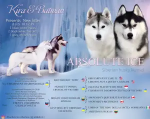 Foto №2 zu Ankündigung № 4829 zu verkaufen siberian husky - einkaufen Russische Föderation vom kindergarten