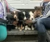 Foto №2 zu Ankündigung № 126399 zu verkaufen border collie - einkaufen Deutschland quotient 	ankündigung