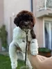 Foto №4. Ich werde verkaufen lagotto romagnolo in der Stadt Kragujevac.  - preis - verhandelt